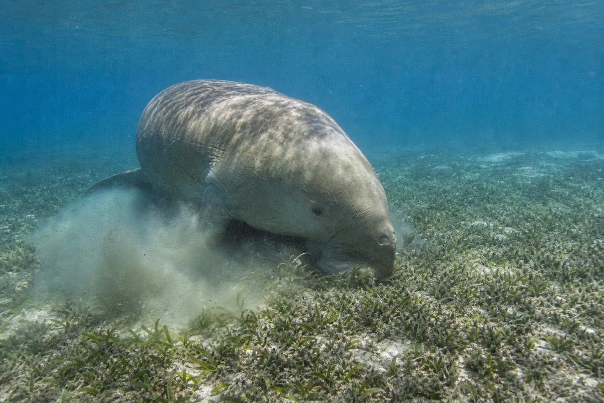 A dugong grazing seagrass in Moreton Bay Marine Park