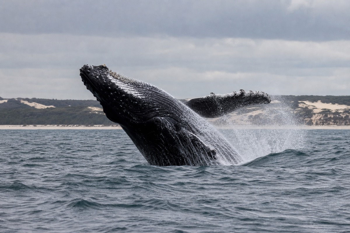 A humpback whale off Moreton Island during the winter migration