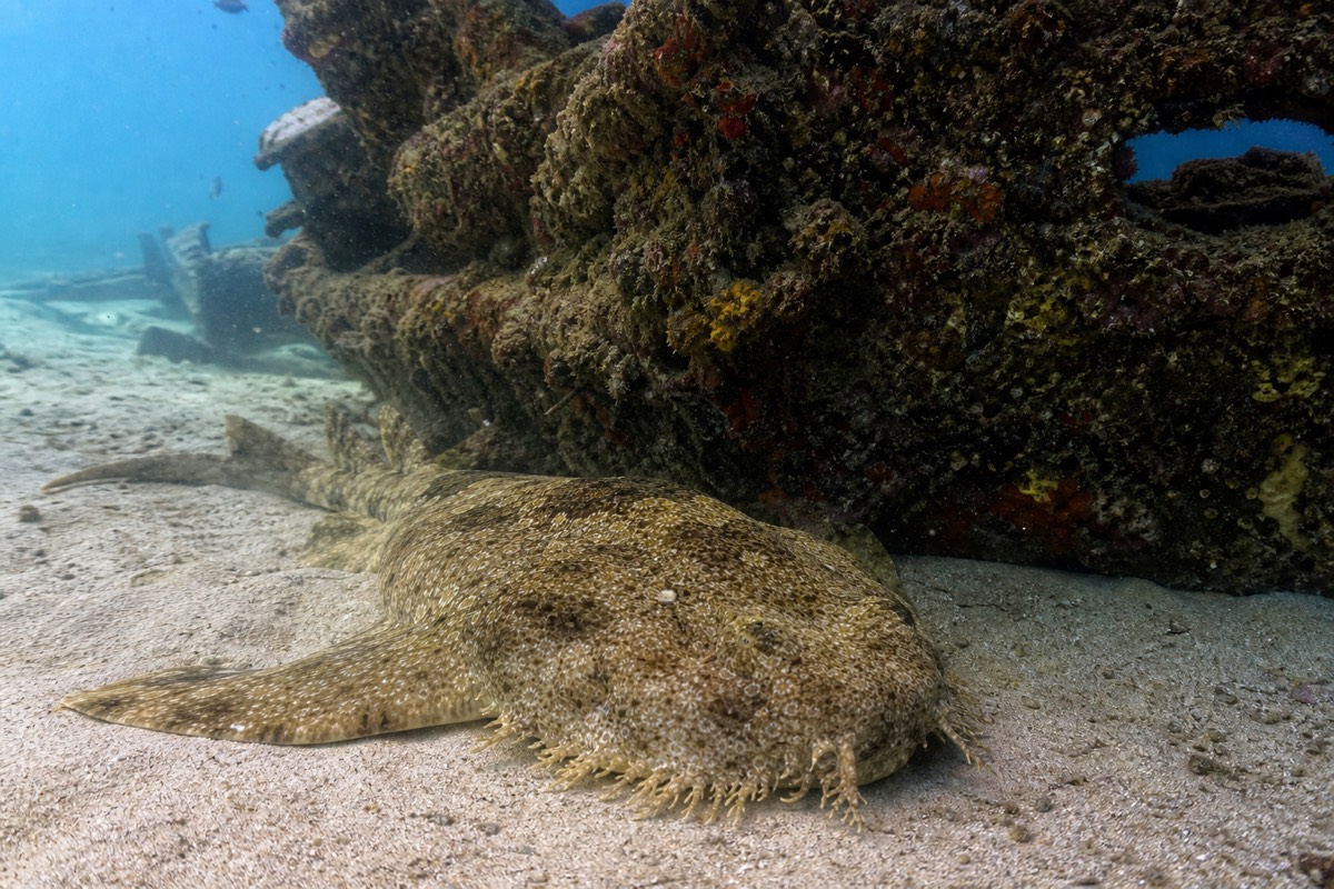 A wobbegong shark resting on the seabed at the wrecks